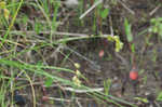 Broom sedge